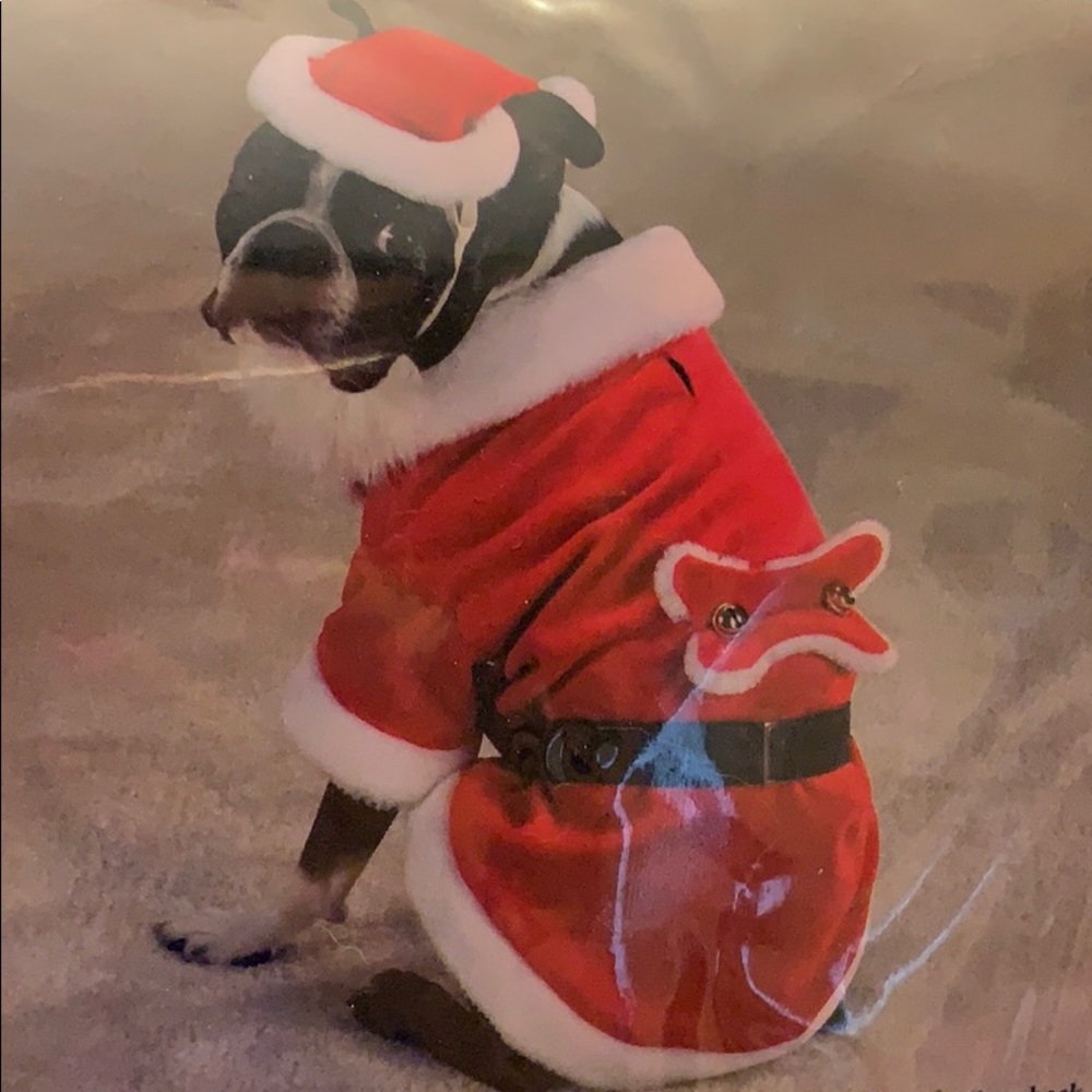 Brand-New Large Zack & Zoey Santa Paws Costume